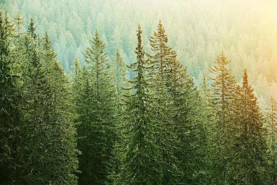 Evergreen trees in a forest with sunlight coming from the upper right corner.