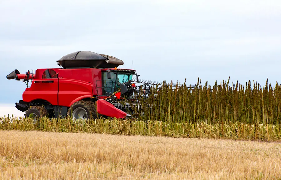 A red combine harvesting hemp in a field.