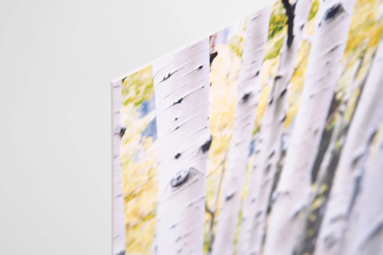 A paper-based styrene sign printed with an image of white birch trees yellow leaves behind them.
