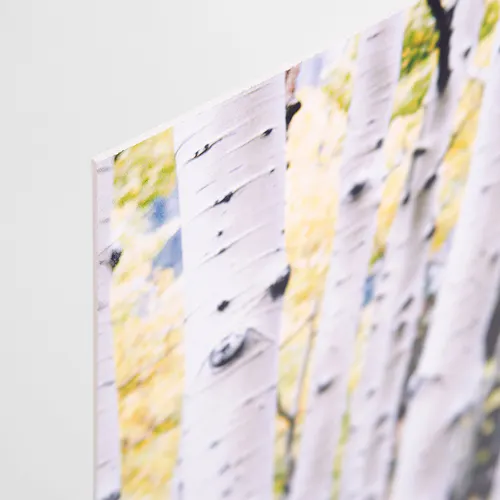 A paper-based styrene sign printed with an image of white birch trees yellow leaves behind them.