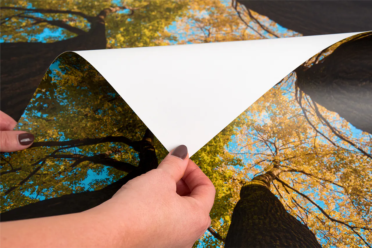 A hand pulling back the corner of paper-based backlit film printed with a tree and sky image.