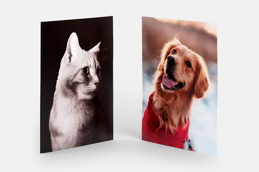 A poster of a cat with a black and white design next to a poster of a dog in a red sweater.