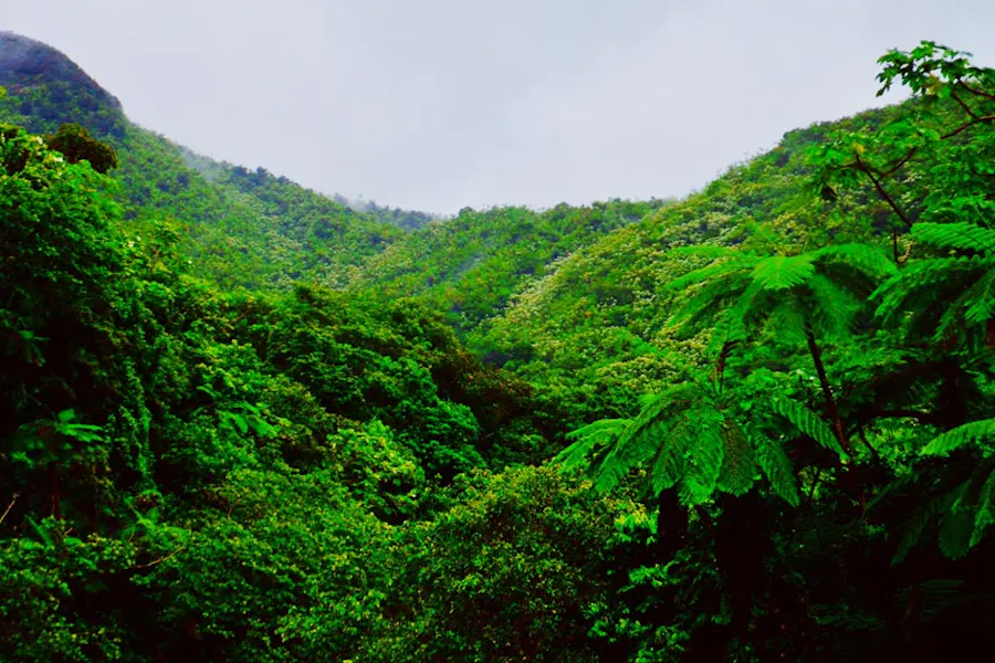 A forest full of trees with lush, green leaves and mountains in the background.