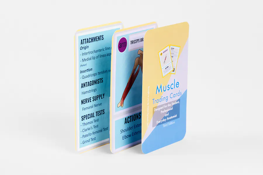 Three muscle trading cards standing fanned out and printed with muscle information and a yellow and blue design.