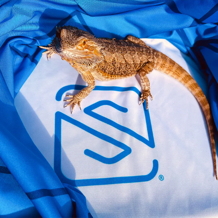 A tan and brown bearded dragon sitting on a branded tablecloth printed in white and blue with the Smartpress logo.