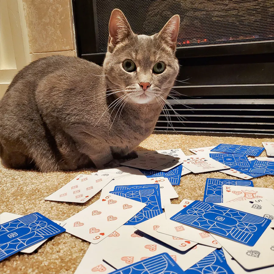 A gray cat sitting next to a pile of custom playing cards scattered on a tan carpet.