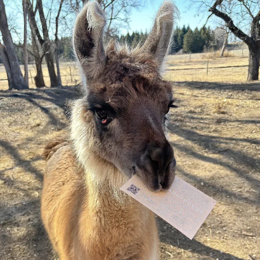 A tan and dark brown llama with a custom printed Smartpress business card in its mouth.