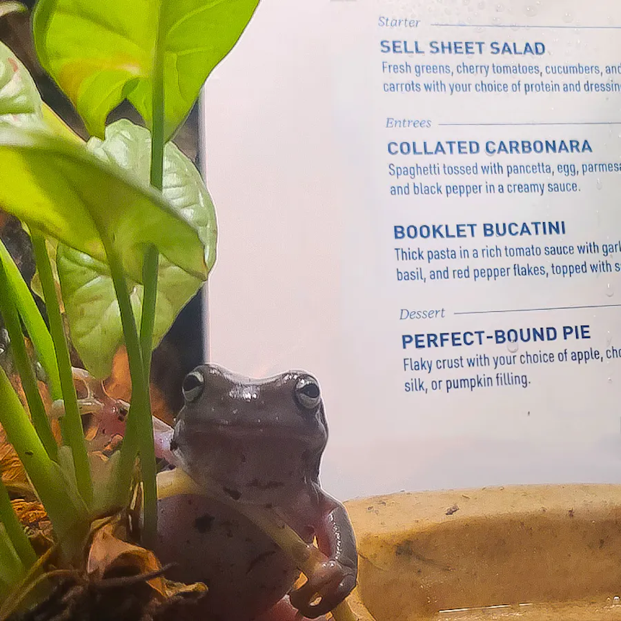 A dark gray tree frog hanging onto a green plant with a waterproof menu standing up behind him.