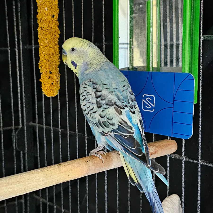 A yellow and blue parakeet sitting on a wooden dowel in a cage with a blue Smartpress business card next to it.