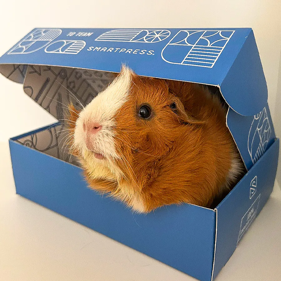 A white and ginger red guinea pig sitting in a custom product box printed with Smartpress branding.