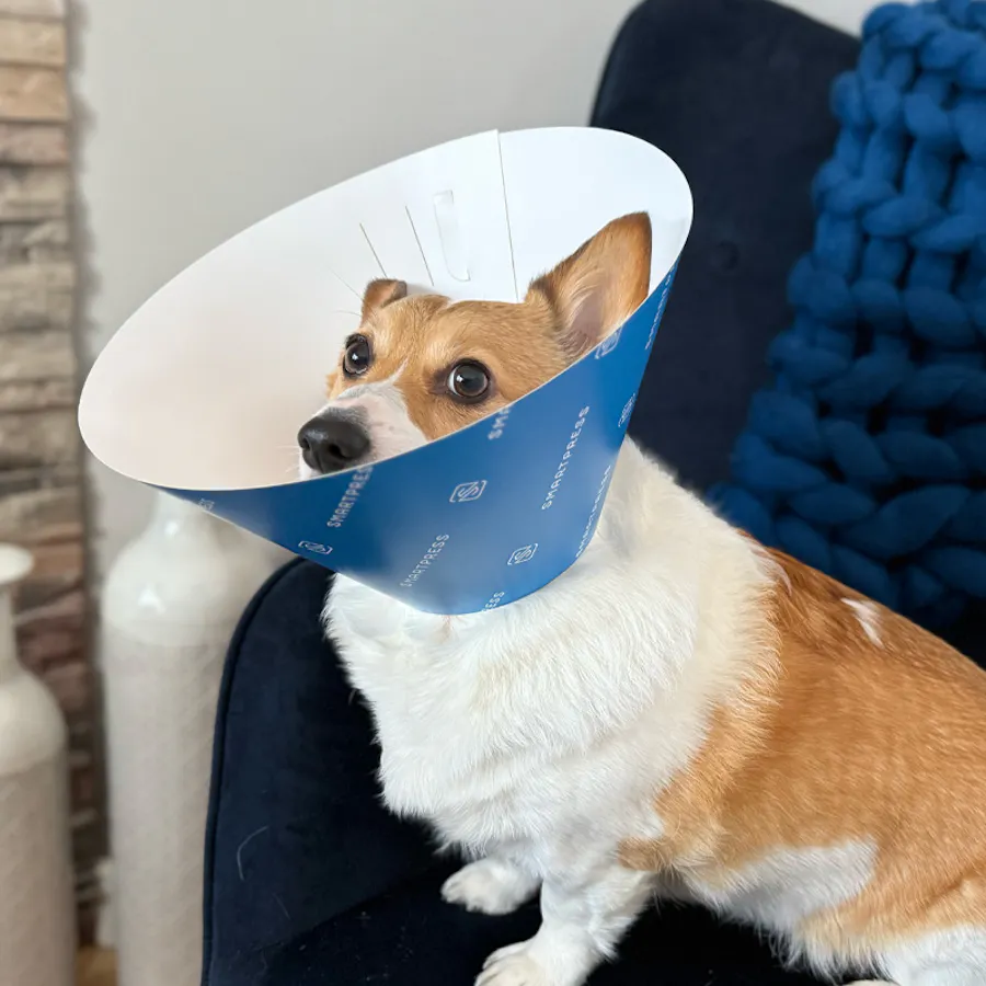 A tan and white corgi sitting on a dark blue chair with a Smartpress branded pet cone around its neck.
