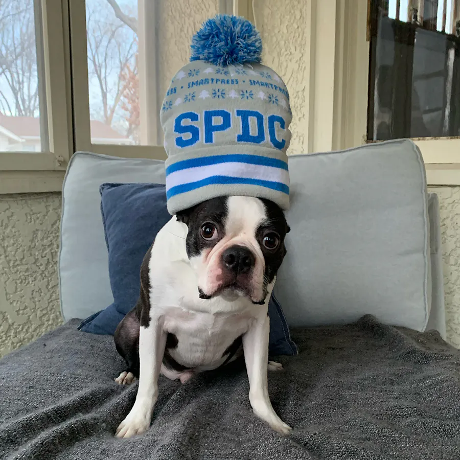 A Boston Terrier sitting on a gray chaise wearing a stocking cap custom printed with SPDC in blue.