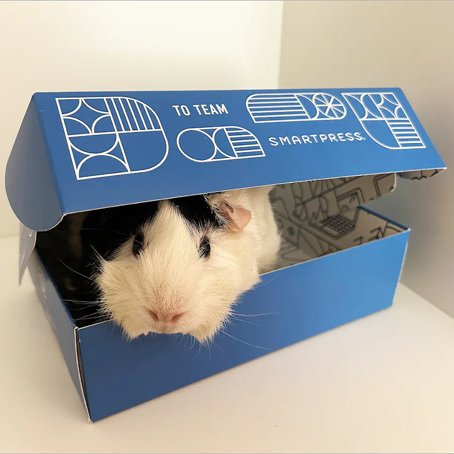 A black and white guinea pig sitting in a blue and white box meant to hold custom print products or branded merch.
